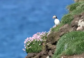 Puffin on the Orkney cliffs